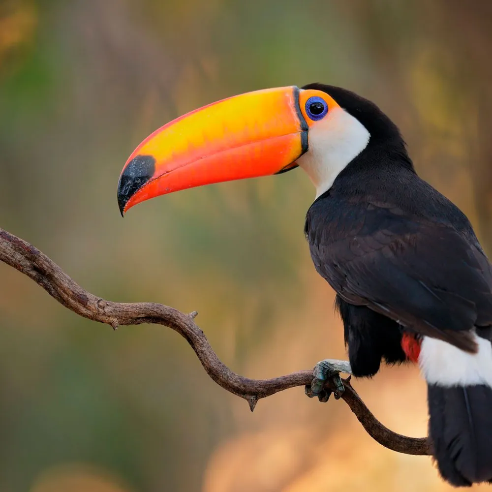 Helicopter scenic flight over Ecuador’s Pacific coast