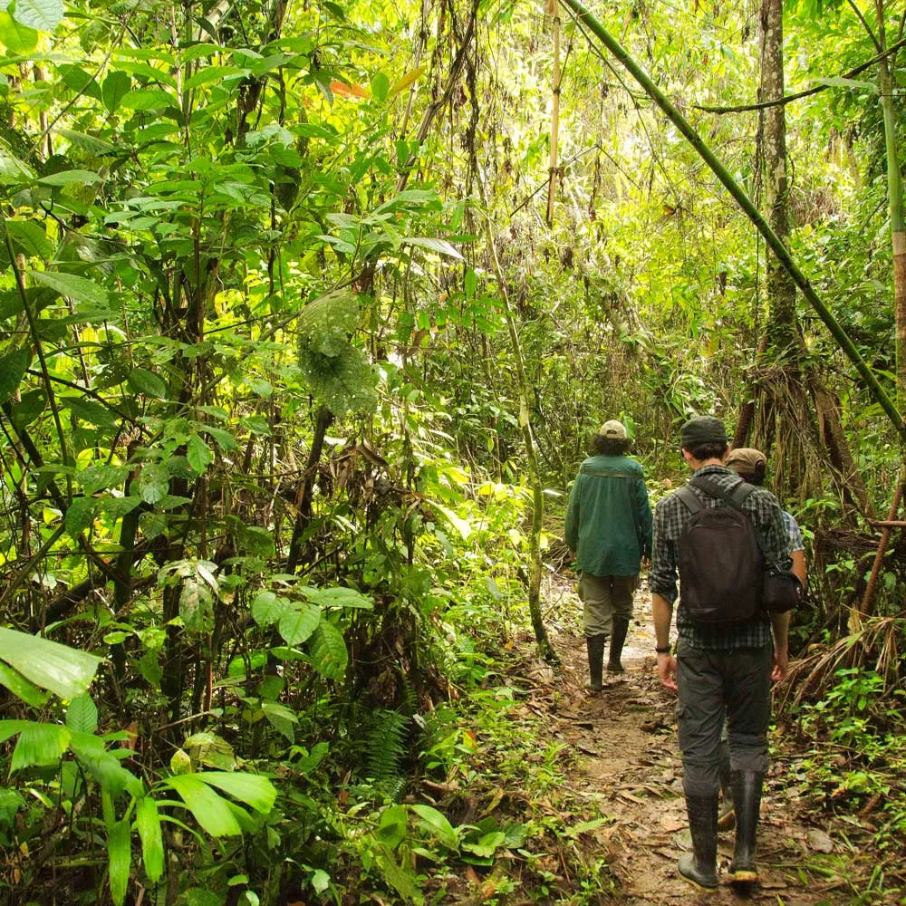 Walking tours in Ecuador – hiker in the green Andean highlands