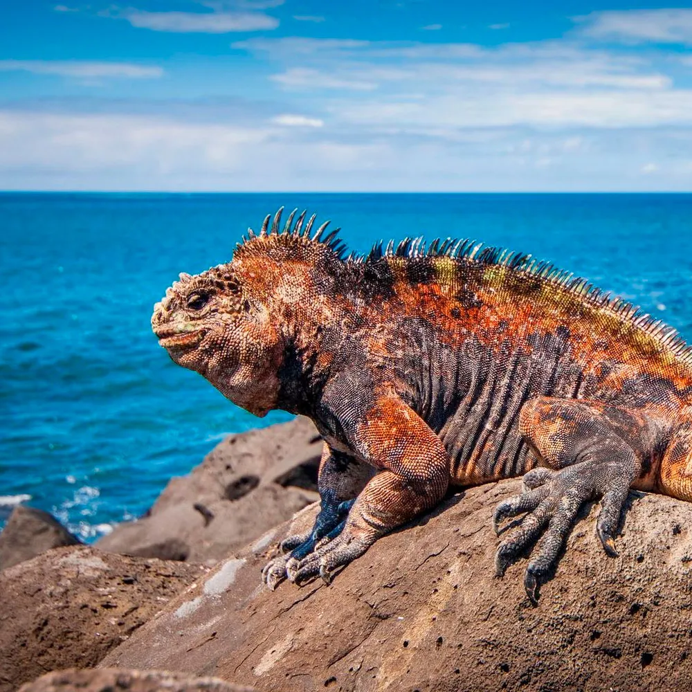 Wildlife encounters in Ecuador’s Galápagos Islands – sea lion pup on the beach