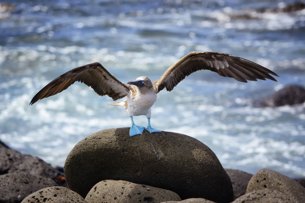 Galapagos island hopping 5D.4N_ 5_5_11zon 1024x683 1
